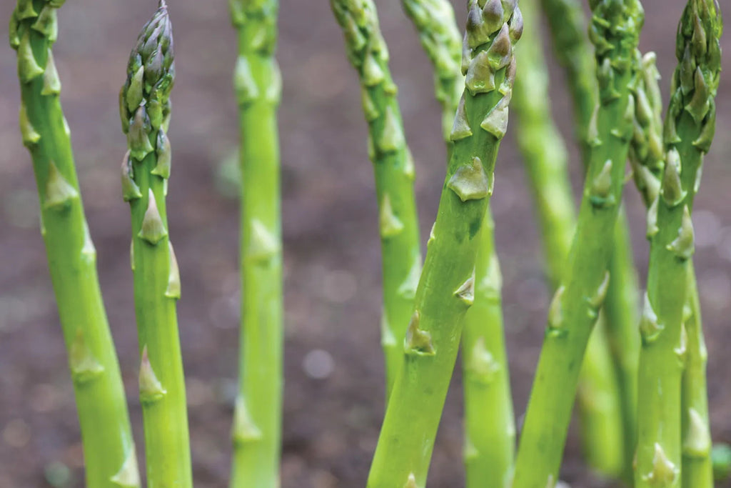 Asparagus Mary Washington Seeds - 1g Heirloom Non-GMO Perennial Vegetable