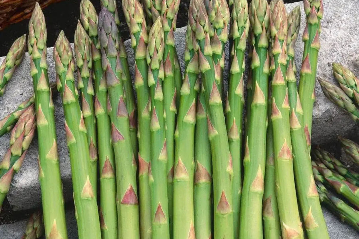 Asparagus Mary Washington Seeds - 1g Heirloom Non-GMO Perennial Vegetable