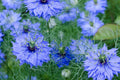 Nigella sativa Black Cumin Seeds - Heirloom, Culinary Herb, 8-12 Inches, Non-GMO