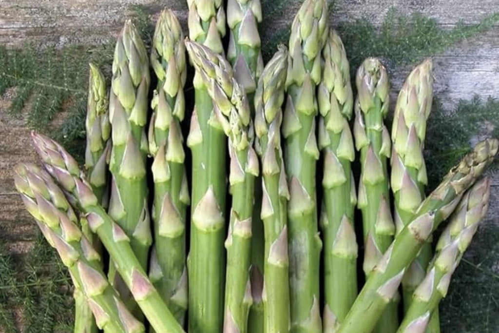Asparagus Mary Washington Seeds - 1g Heirloom Non-GMO Perennial Vegetable
