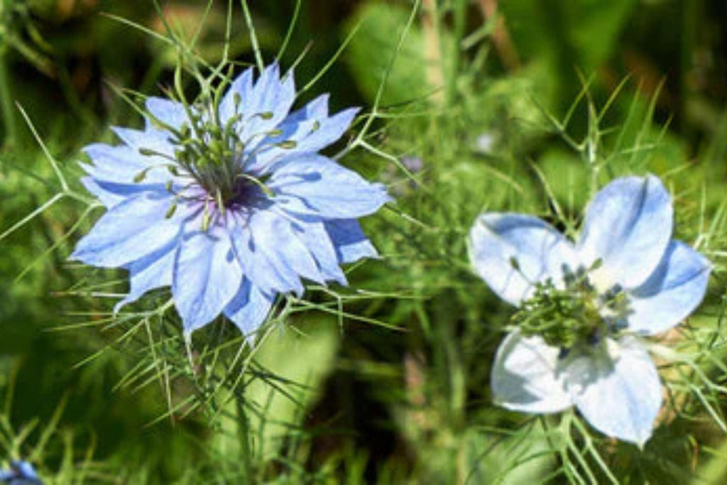 Nigella sativa Black Cumin Seeds - Heirloom, Culinary Herb, 8-12 Inches, Non-GMO