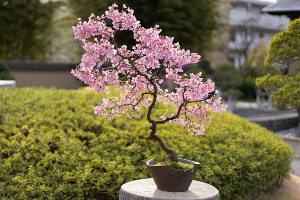 10 Sakura Seeds - Japanese Cherry Blossom Bonsai Prunus serrulata | Flowering Pink Bonsai Seed Pack