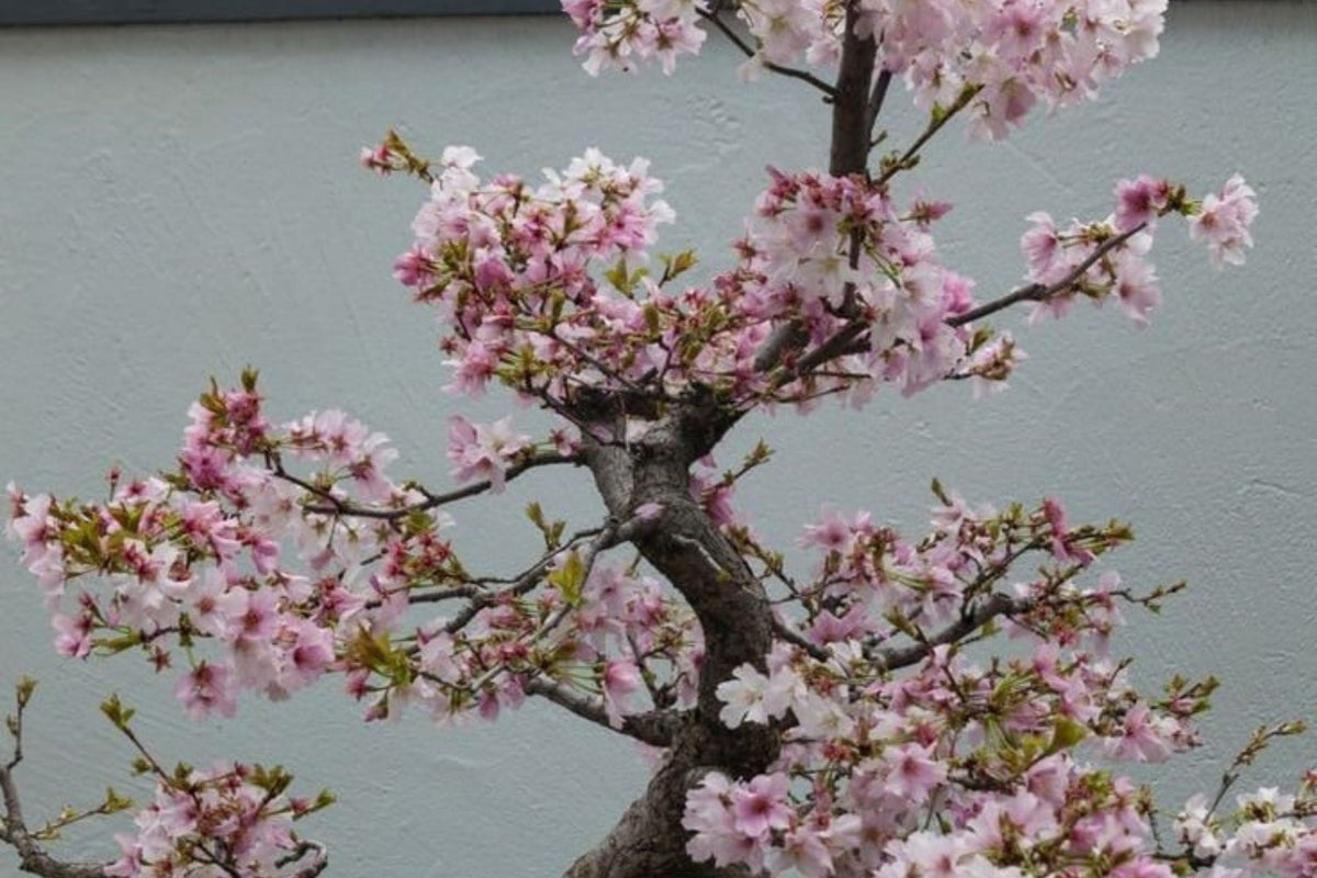 10 Sakura Seeds - Japanese Cherry Blossom Bonsai Prunus serrulata | Flowering Pink Bonsai Seed Pack