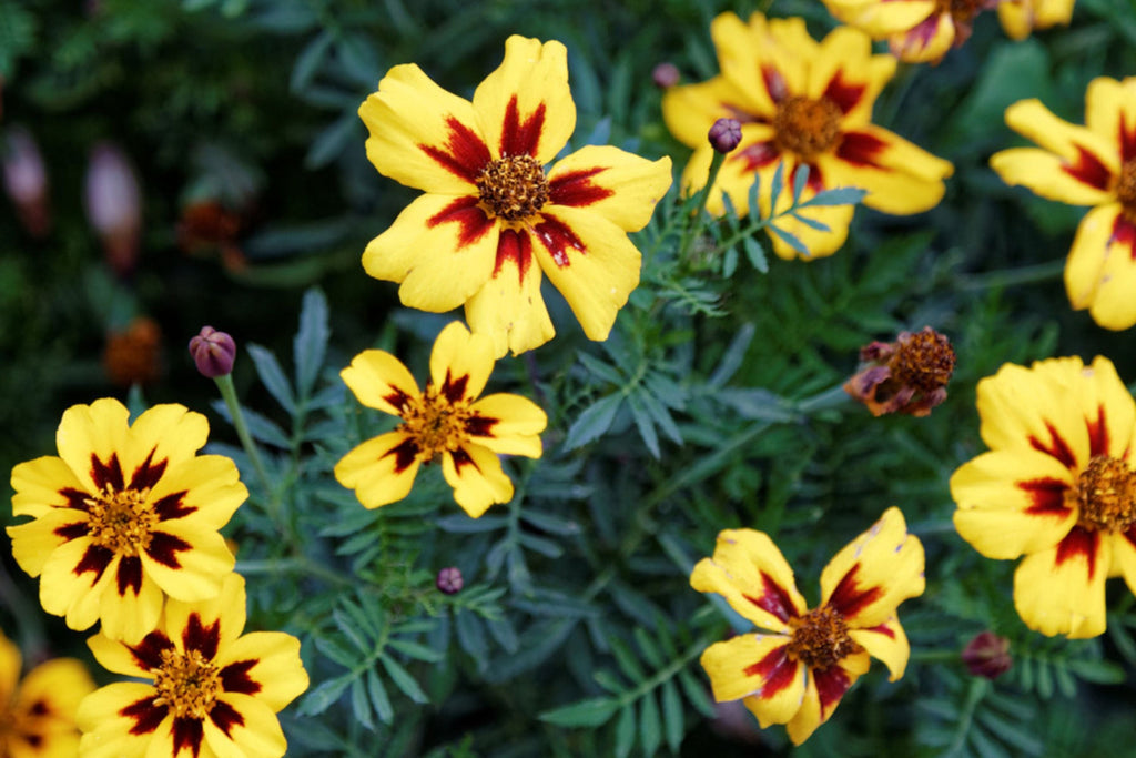 Dainty Marietta Dwarf Marigold Seeds - Tagetes patula, Yellow & Red Blooms, 80 Days, Zones 1-10