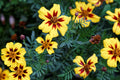 Dainty Marietta Dwarf Marigold Seeds - Tagetes patula, Yellow & Red Blooms, 80 Days, Zones 1-10