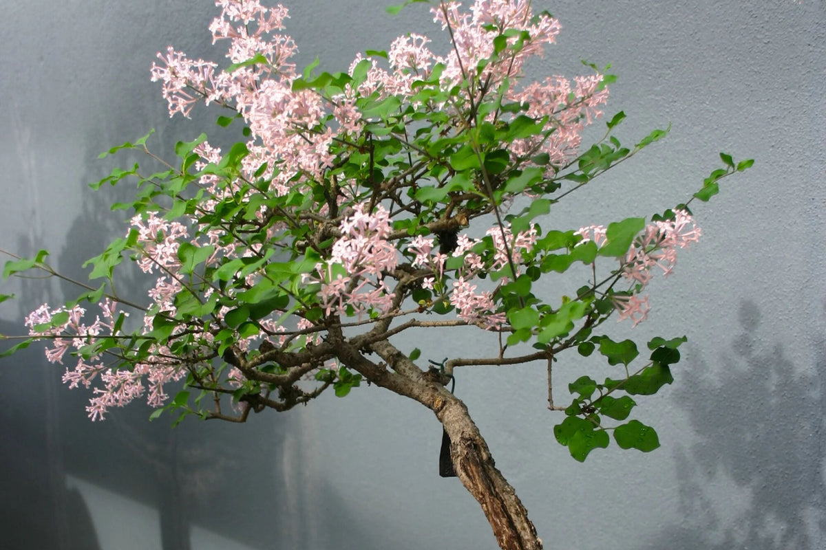 10 Sakura Seeds - Japanese Cherry Blossom Bonsai Prunus serrulata | Flowering Pink Bonsai Seed Pack