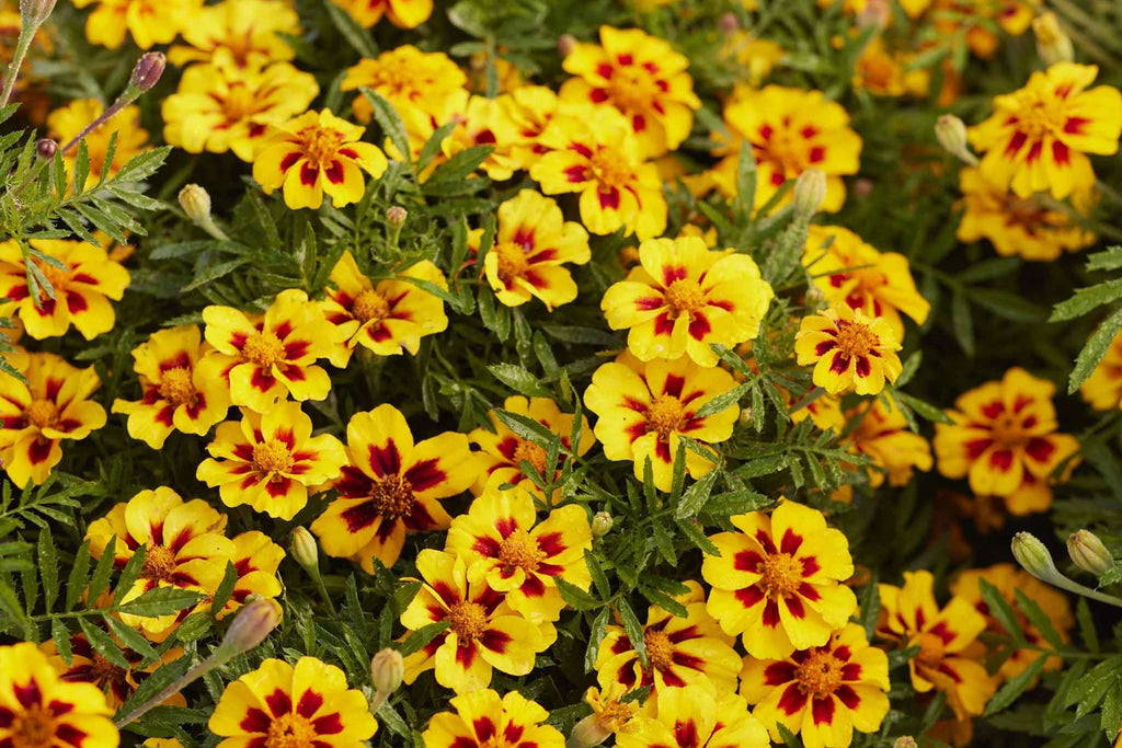 Dainty Marietta Dwarf Marigold Seeds - Tagetes patula, Yellow & Red Blooms, 80 Days, Zones 1-10