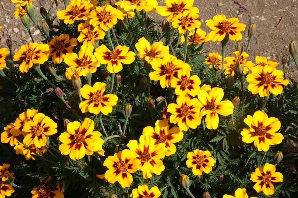 Dainty Marietta Dwarf Marigold Seeds - Tagetes patula, Yellow & Red Blooms, 80 Days, Zones 1-10