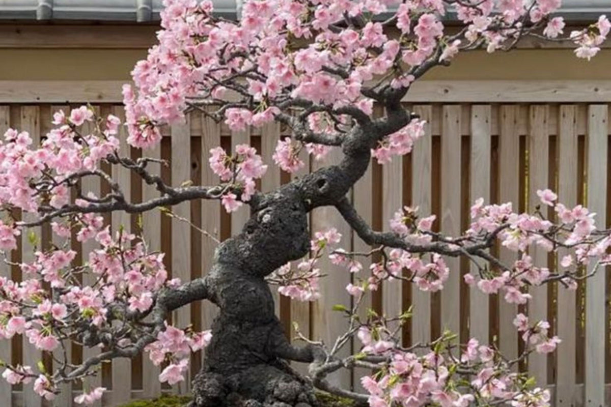 10 Sakura Seeds - Japanese Cherry Blossom Bonsai Prunus serrulata | Flowering Pink Bonsai Seed Pack