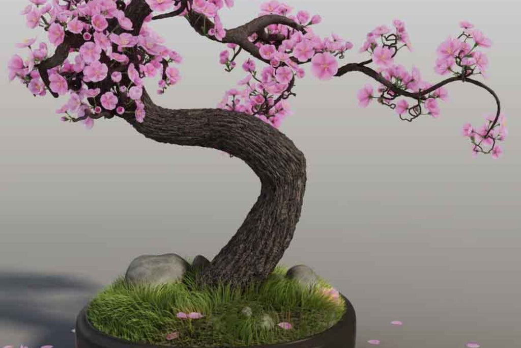 10 Sakura Seeds - Japanese Cherry Blossom Bonsai Prunus serrulata | Flowering Pink Bonsai Seed Pack