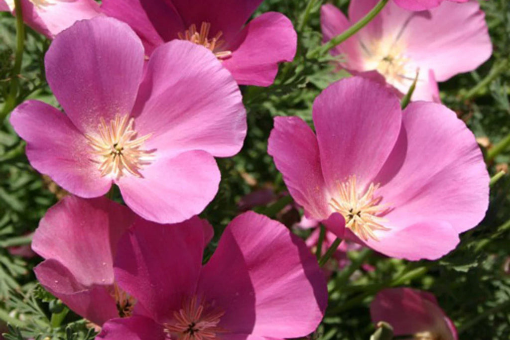 Purple Gleam California Poppy Seeds (Eschscholzia californica) - Pink & Lavender, Drought-Tolerant, Non-GMO