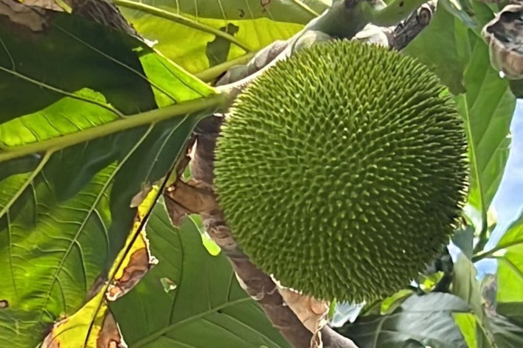 Breadfruit Seeds (Artocarpus camansi) - 20 Seeds for Planting