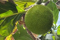 Breadfruit Seeds (Artocarpus camansi) - 20 Seeds for Planting