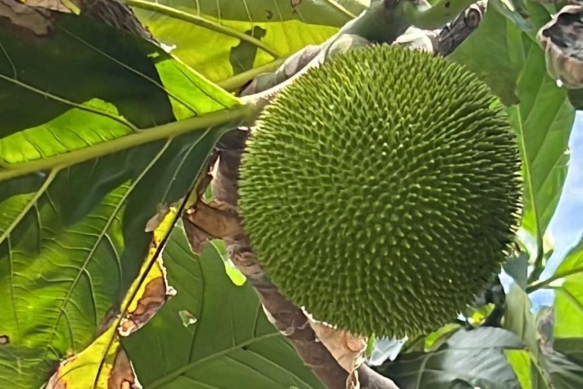 Breadfruit Seeds (Artocarpus camansi) - 20 Seeds for Planting