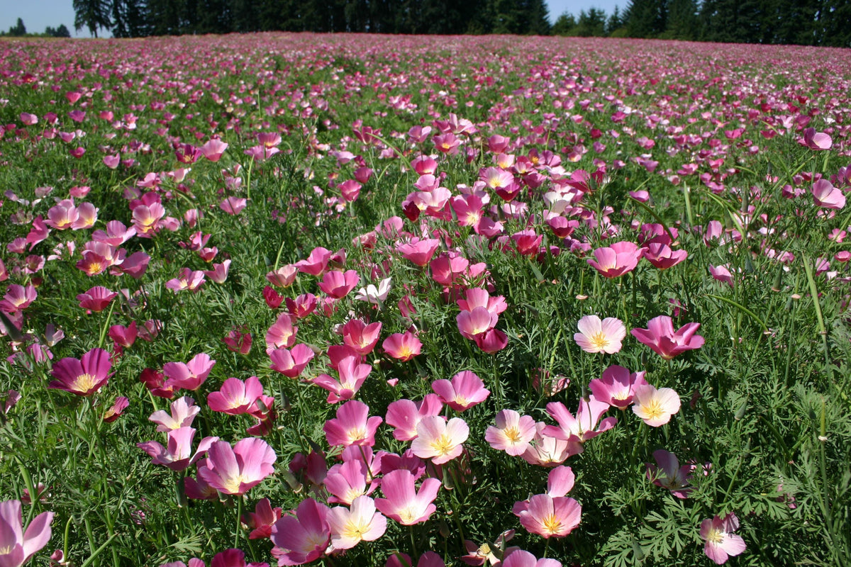 Purple Gleam California Poppy Seeds (Eschscholzia californica) - Pink & Lavender, Drought-Tolerant, Non-GMO