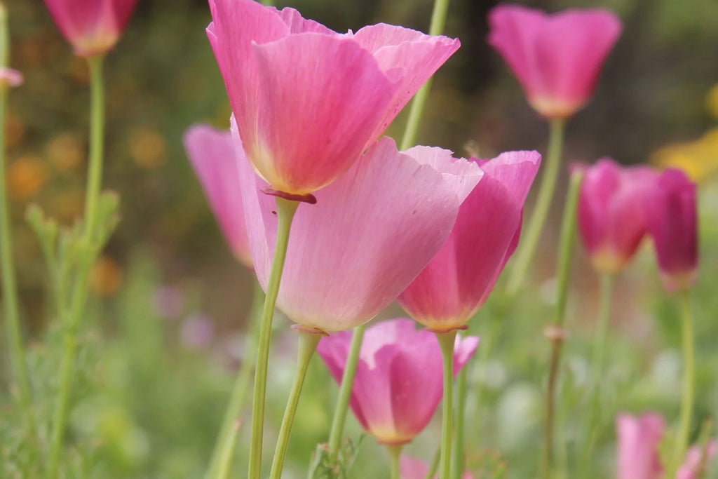 Purple Gleam California Poppy Seeds (Eschscholzia californica) - Pink & Lavender, Drought-Tolerant, Non-GMO