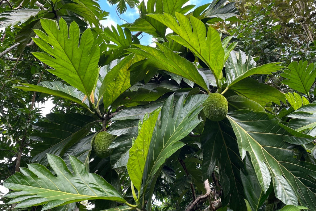 Breadfruit Seeds (Artocarpus camansi) - 20 Seeds for Planting