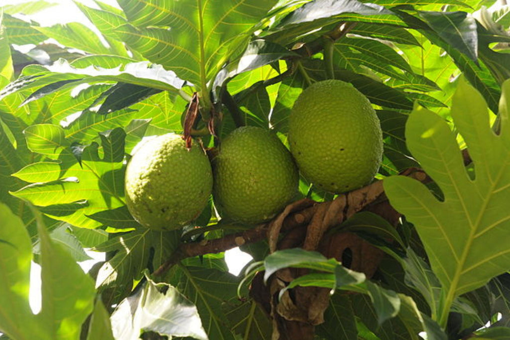 Breadfruit Seeds (Artocarpus camansi) - 20 Seeds for Planting