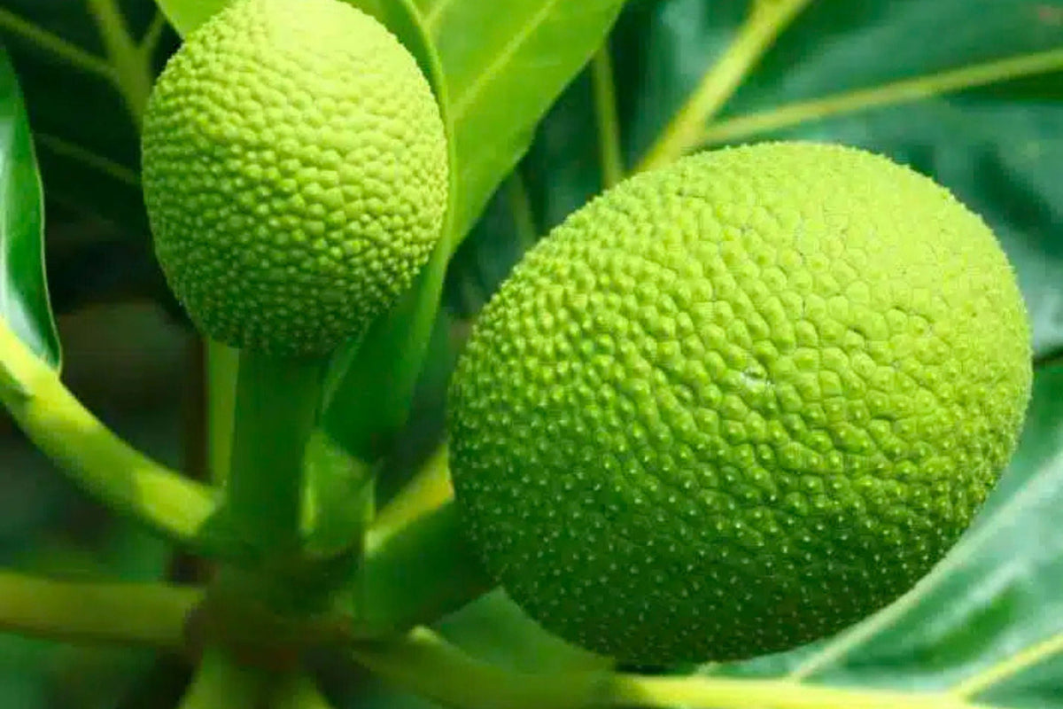 Breadfruit Seeds (Artocarpus camansi) - 20 Seeds for Planting