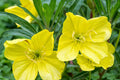 Missouri Yellow Primrose Seeds - Oenothera macrocarpa (8-12 in) Yellow Blooms, Drought-Tolerant