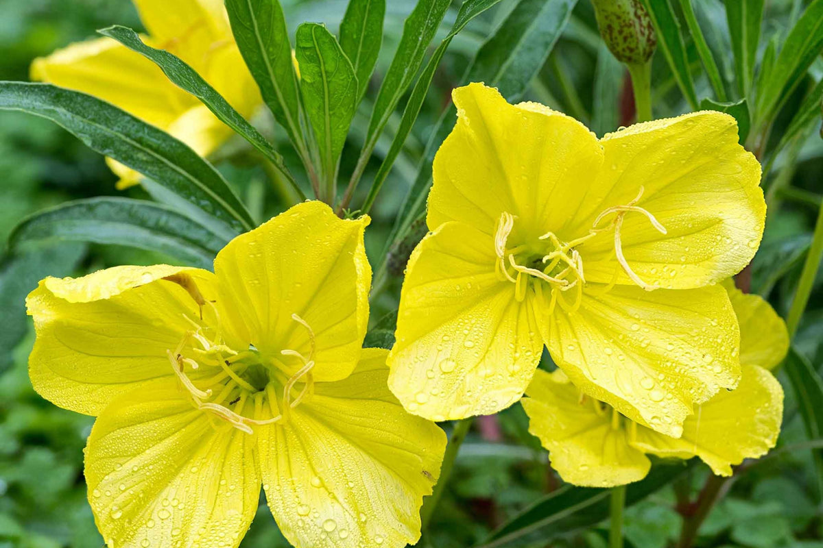 Missouri Yellow Primrose Seeds - Oenothera macrocarpa (8-12 in) Yellow Blooms, Drought-Tolerant