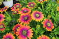 Purple & Yellow Cape Daisy Seeds (Osteospermum) - 200 Seeds, Drought-Tolerant, Butterfly Garden