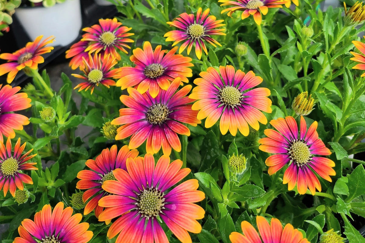 Purple & Yellow Cape Daisy Seeds (Osteospermum) - 200 Seeds, Drought-Tolerant, Butterfly Garden