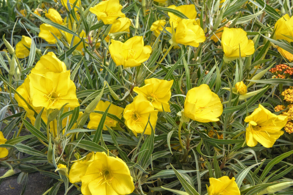 Missouri Yellow Primrose Seeds - Oenothera macrocarpa (8-12 in) Yellow Blooms, Drought-Tolerant