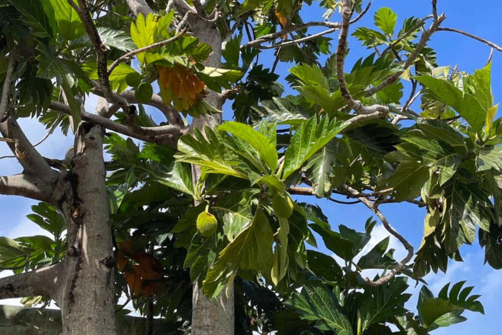 Breadfruit Seeds (Artocarpus camansi) - 20 Seeds for Planting