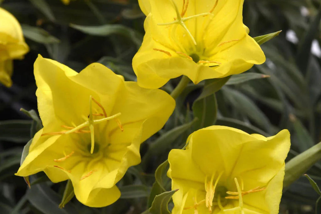 Missouri Yellow Primrose Seeds - Oenothera macrocarpa (8-12 in) Yellow Blooms, Drought-Tolerant