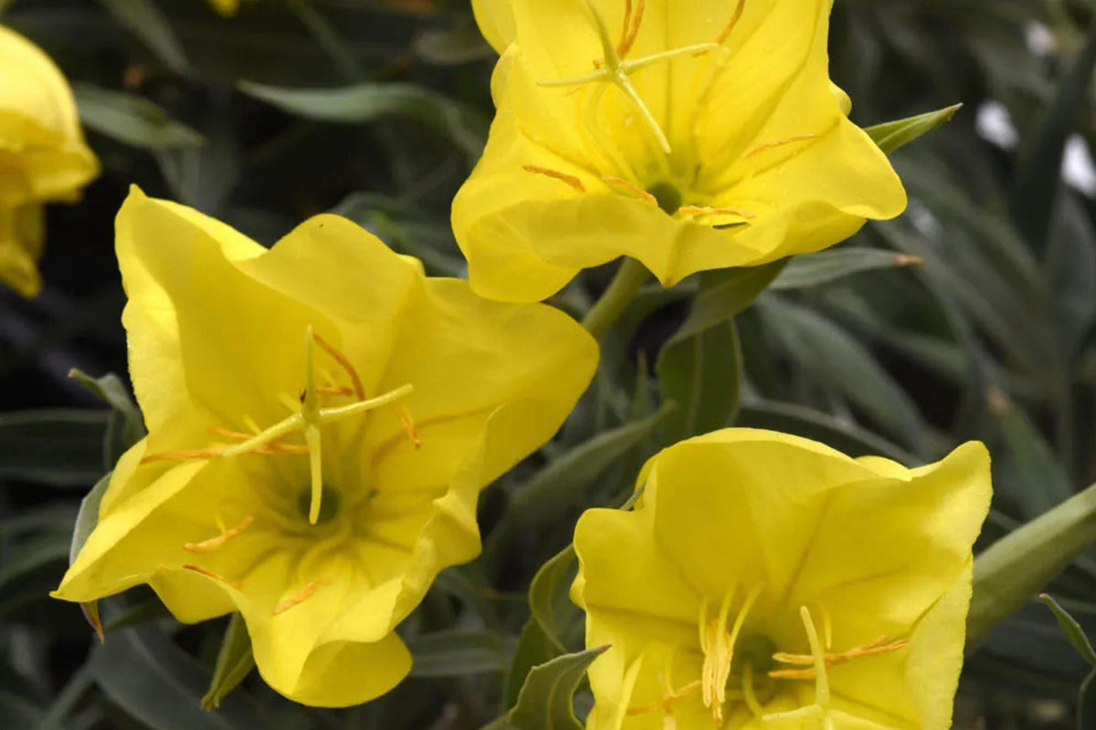 Missouri Yellow Primrose Seeds - Oenothera macrocarpa (8-12 in) Yellow Blooms, Drought-Tolerant