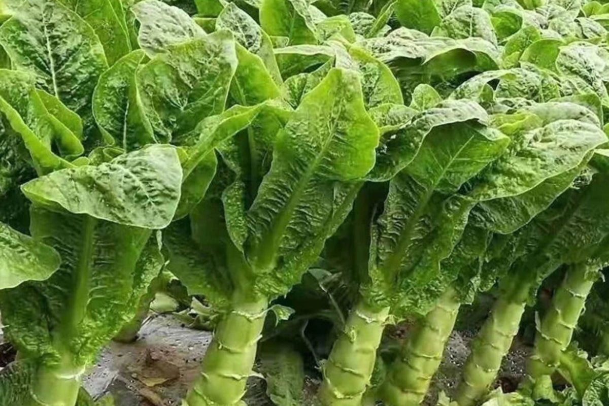 Asparagus Lettuce New Yu Mai Seeds (500mg) - Celtuce Heirloom, Non-GMO Asian Greens