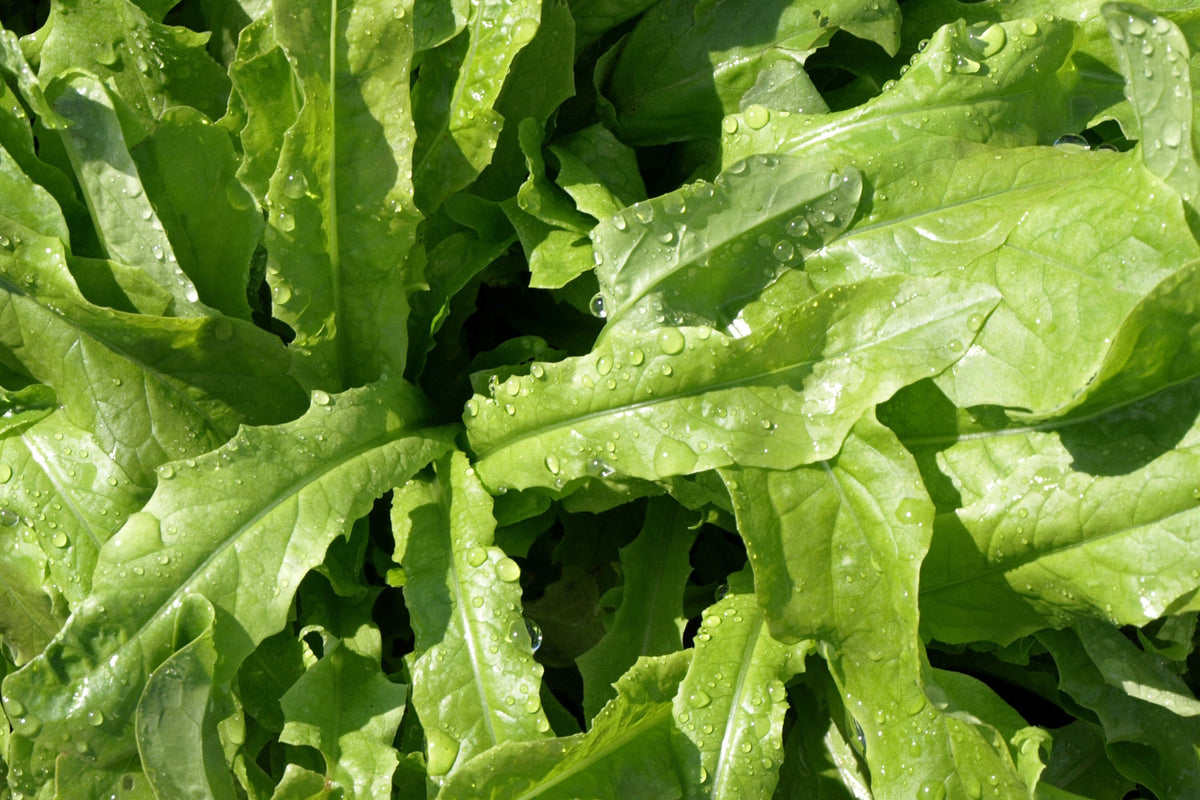 Asparagus Lettuce New Yu Mai Seeds (500mg) - Celtuce Heirloom, Non-GMO Asian Greens