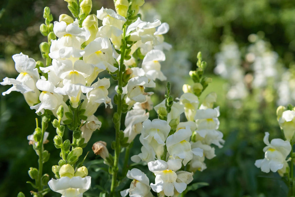 Snowflake Snapdragon Seeds - Antirrhinum majus, Pure White, 30-36 Inches, Pollinator Friendly