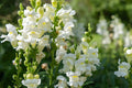 Snowflake Snapdragon Seeds - Antirrhinum majus, Pure White, 30-36 Inches, Pollinator Friendly