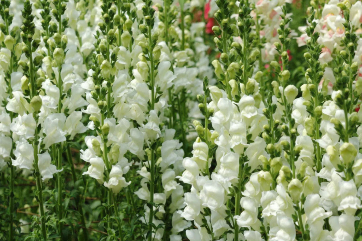 Snowflake Snapdragon Seeds - Antirrhinum majus, Pure White, 30-36 Inches, Pollinator Friendly