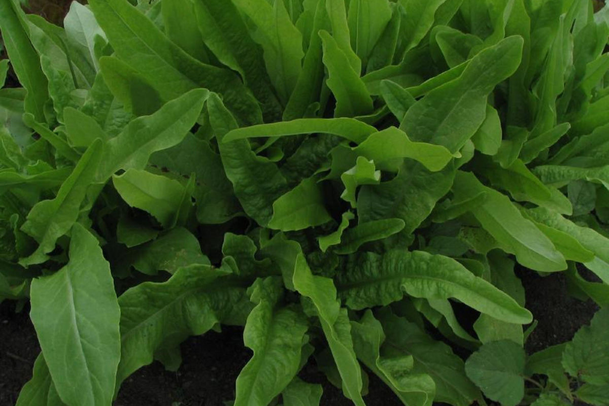 Asparagus Lettuce New Yu Mai Seeds (500mg) - Celtuce Heirloom, Non-GMO Asian Greens