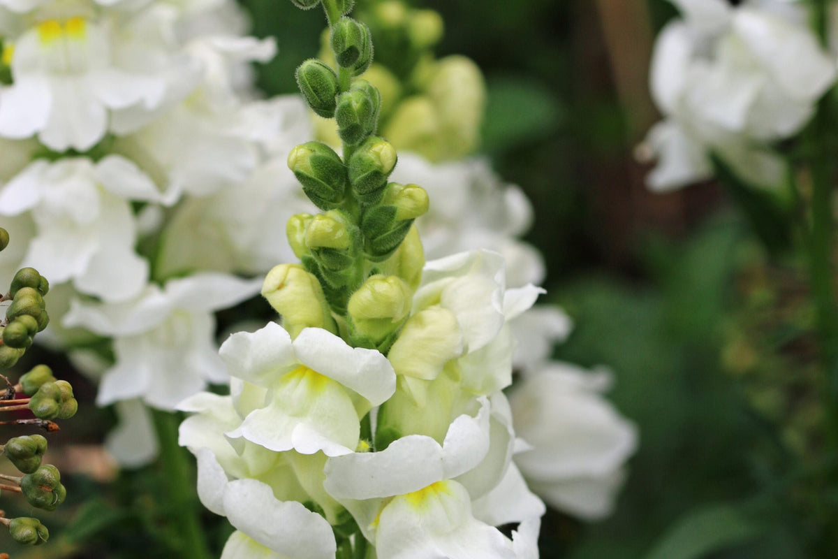 Snowflake Snapdragon Seeds - Antirrhinum majus, Pure White, 30-36 Inches, Pollinator Friendly