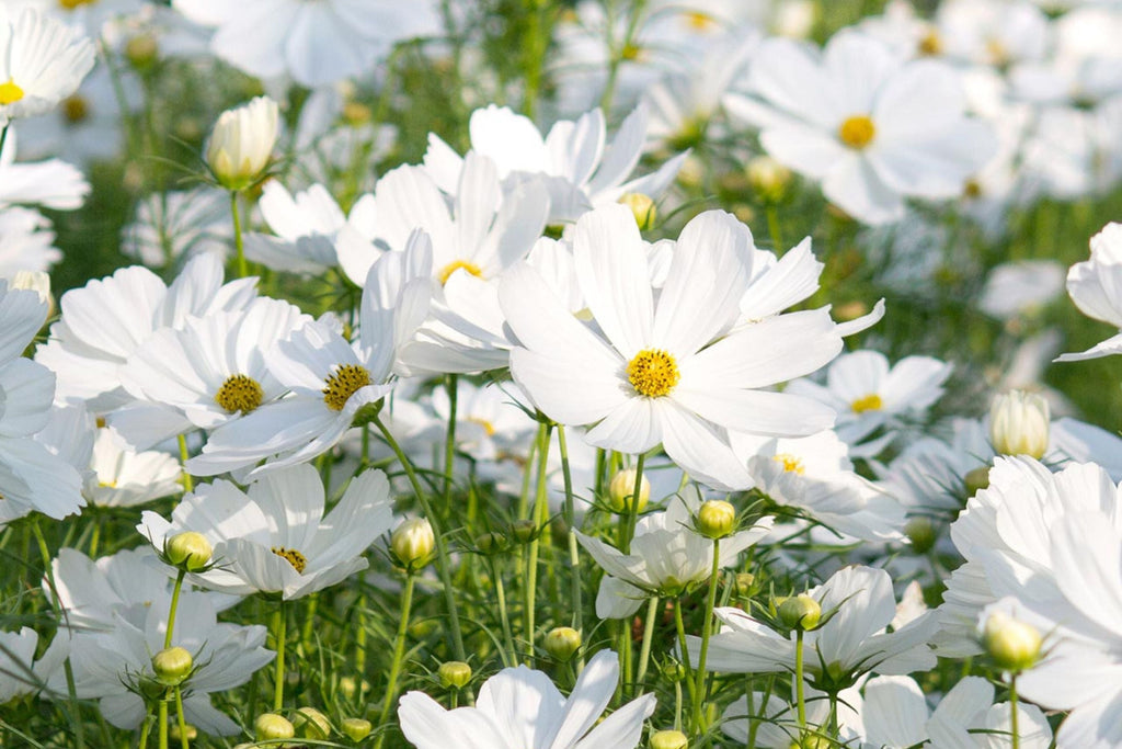 Purity Cosmos Seeds - Cosmos bipinnatus, Pure White, 3-5 ft tall, Non-GMO