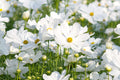 Purity Cosmos Seeds - Cosmos bipinnatus, Pure White, 3-5 ft tall, Non-GMO