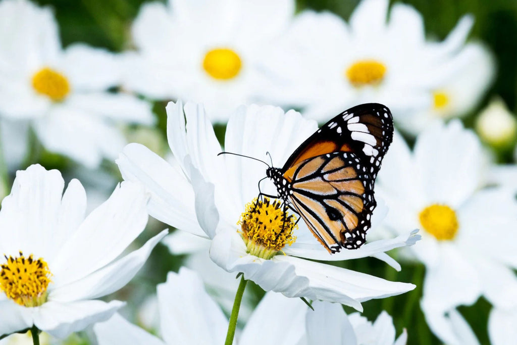Purity Cosmos Seeds - Cosmos bipinnatus, Pure White, 3-5 ft tall, Non-GMO