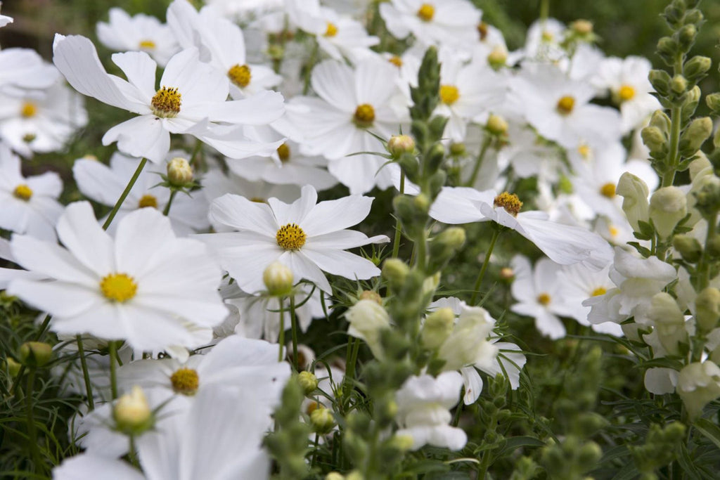 Purity Cosmos Seeds - Cosmos bipinnatus, Pure White, 3-5 ft tall, Non-GMO