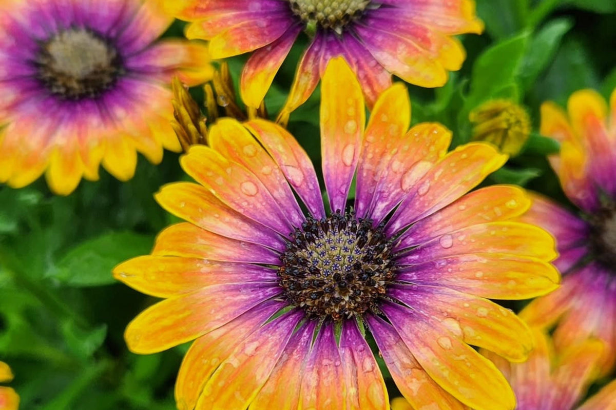 Purple & Yellow Cape Daisy Seeds (Osteospermum) - 200 Seeds, Drought-Tolerant, Butterfly Garden