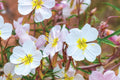 Pale Evening Primrose Seeds (Oenothera pallida) - White to Pale Pink, Fragrant, Drought-Tolerant, 8-20 Inches