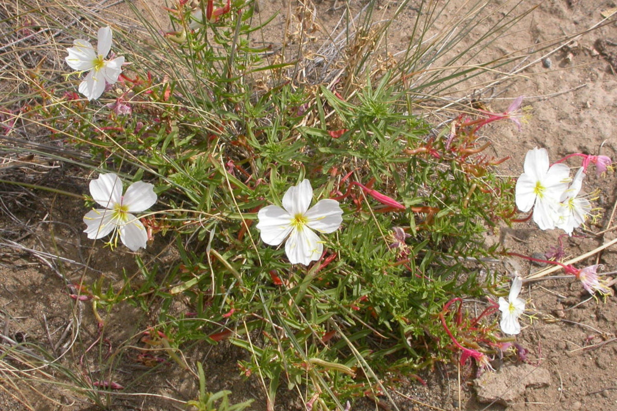 Pale Evening Primrose Seeds (Oenothera pallida) - White to Pale Pink, Fragrant, Drought-Tolerant, 8-20 Inches