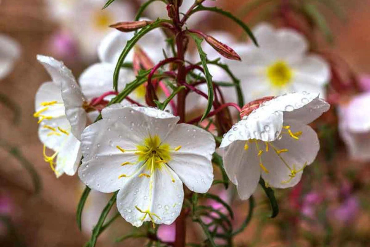 Pale Evening Primrose Seeds (Oenothera pallida) - White to Pale Pink, Fragrant, Drought-Tolerant, 8-20 Inches