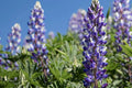 Arroyo Lupine Seeds (Lupinus succulentus) - Purple-Blue & White Blooms, Drought-Tolerant, 24-48 inches tall