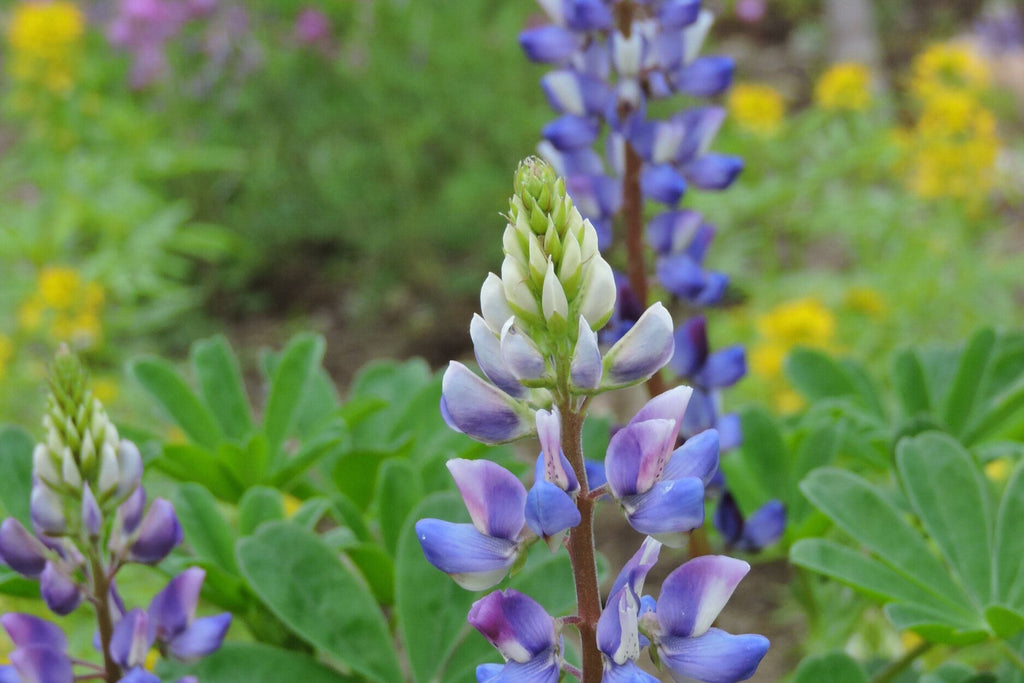Arroyo Lupine Seeds (Lupinus succulentus) - Purple-Blue & White Blooms, Drought-Tolerant, 24-48 inches tall