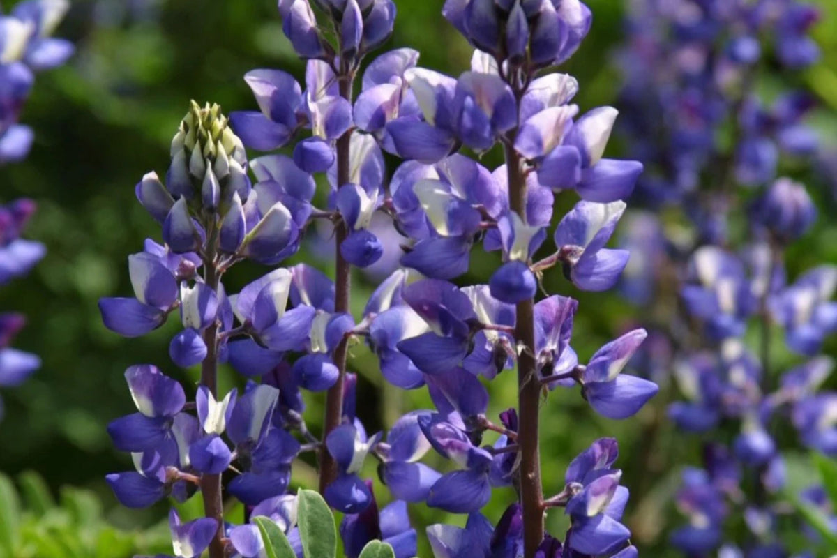 Arroyo Lupine Seeds (Lupinus succulentus) - Purple-Blue & White Blooms, Drought-Tolerant, 24-48 inches tall