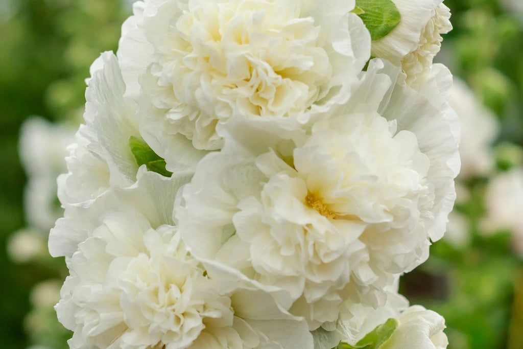 Chaters Double White Hollyhock Seeds, Alcea rosea - 4-6 ft, White Bloom, Pollinator-Attracting, Zones 3-8